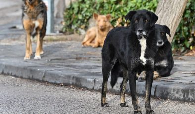 Ankara’da başıboş köpeklerin saldırdığı hemşire, arabanın önüne atlayarak kurtuldu