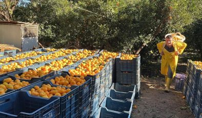 Bodrum mandalinasında hasat başladı… Bahçede 5, İstanbul’da 50 lira