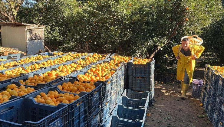 Bodrum mandalinasında hasat başladı… Bahçede 5, İstanbul’da 50 lira