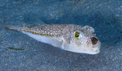 Kızıldeniz’den Ege’ye gelen zehirli balon balığı, Marmara’yı tehdit ediyor