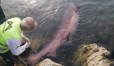 Mersin’de 4 metrelik camgöz köpek balığı kıyıya vurdu