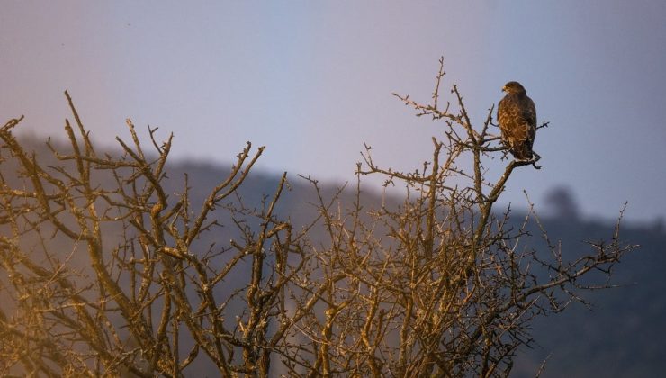 İbrahim Yumaklı: Anadolu, çok sayıda yabani canlıya ev sahipliği yapıyor
