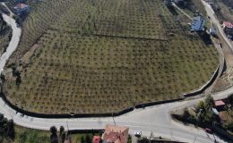 Trabzon’da üreticiler tedirgin: Hava sıcaklıkları fındık verimini düşürebilir