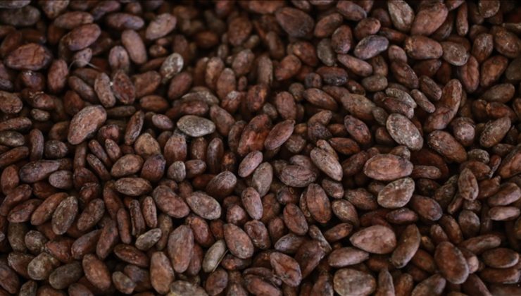 Kakao üretimi yetersiz kaldı: İthalatına sınırlama getirildi! Fiyatlar zirve yaptı