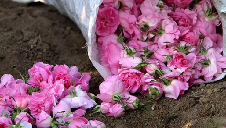 Isparta’da gül hasadı başladı: Rekolte beklentisi 12 bin ton