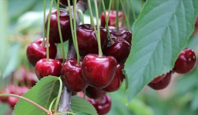 Türkiye’nin üretimde ve ihracatta dünya lideri olduğu tarım ürünleri