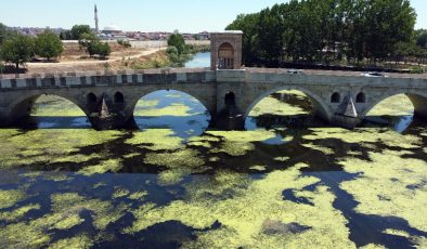 Edirne’de üzeri yosun tutan Tunca Nehri’nin debisi bir ayda yarıya düştü