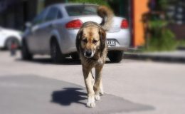Başıboş köpek düzenlemesi bugün komisyonda görüşülecek