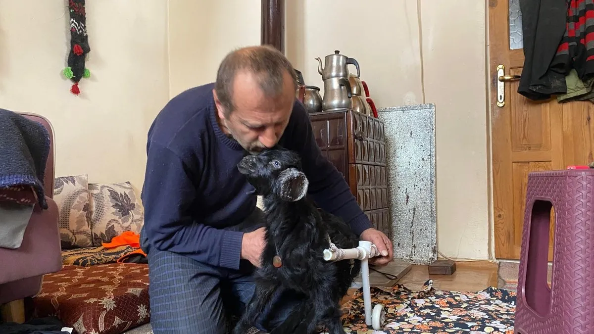 Felçli doğan oğlağa evinde bebeği gibi bakıyor: Mıstık benim evladım gibi oldu