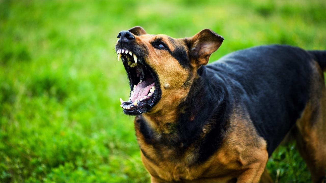Sahipsiz köpekler için belediyelere 71 bin lira ceza uygulanacak