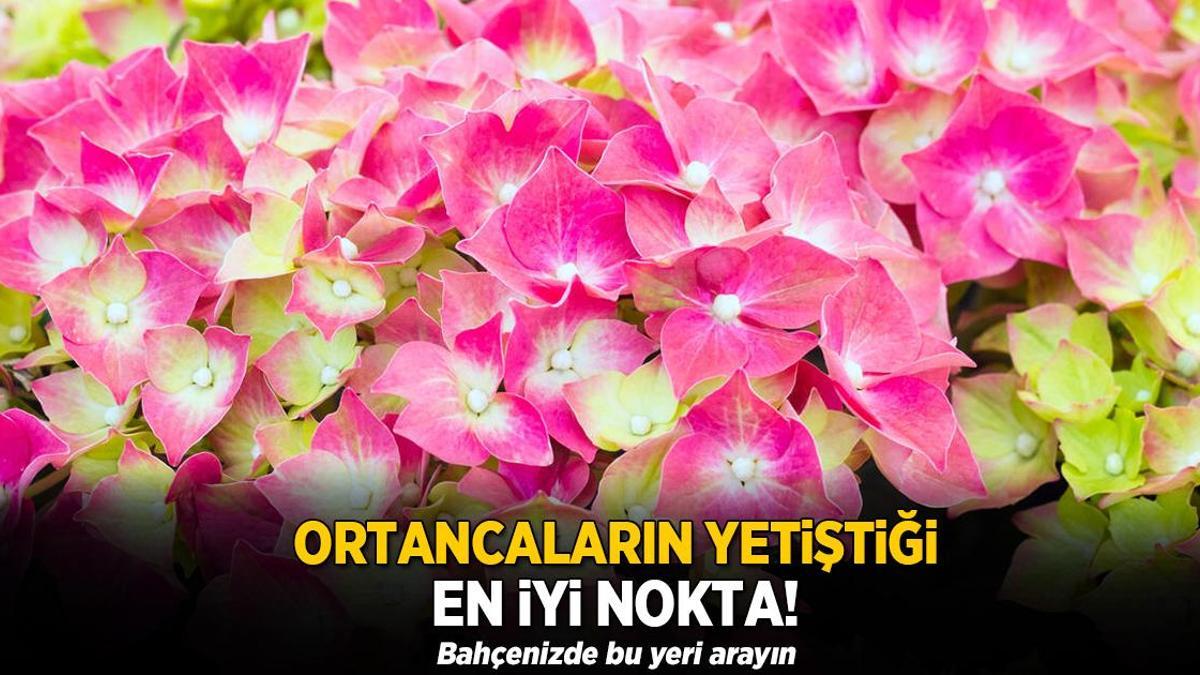 Ortancaların en sevdiği yer! Sokağa bakıyorsa yanlış, gölgede çiçekliyor